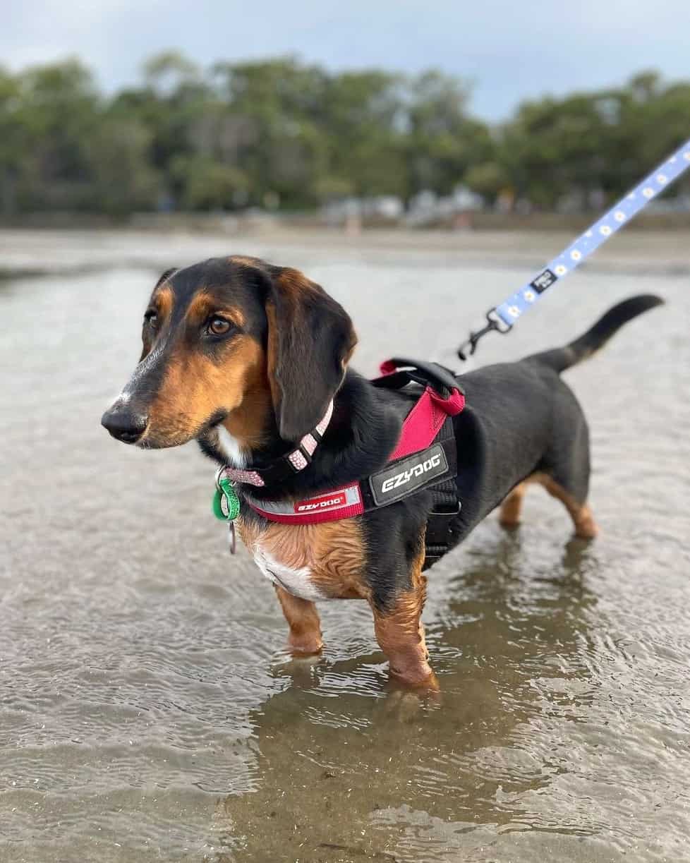 Dachshund Mixes 46 Adorable Doxie Crossbreeds You ll Love 