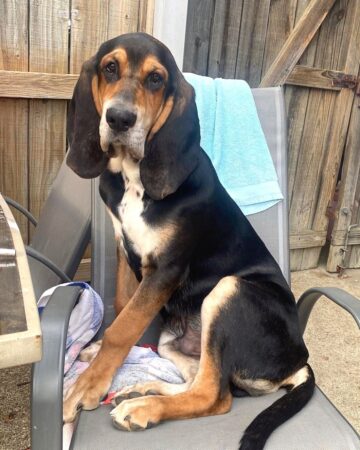 Basset Hound Mixes: 50 Different Crossbreeds (With Pictures)