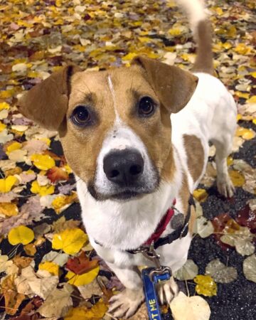 Basset Hound Mixes: 50 Different Crossbreeds (With Pictures)