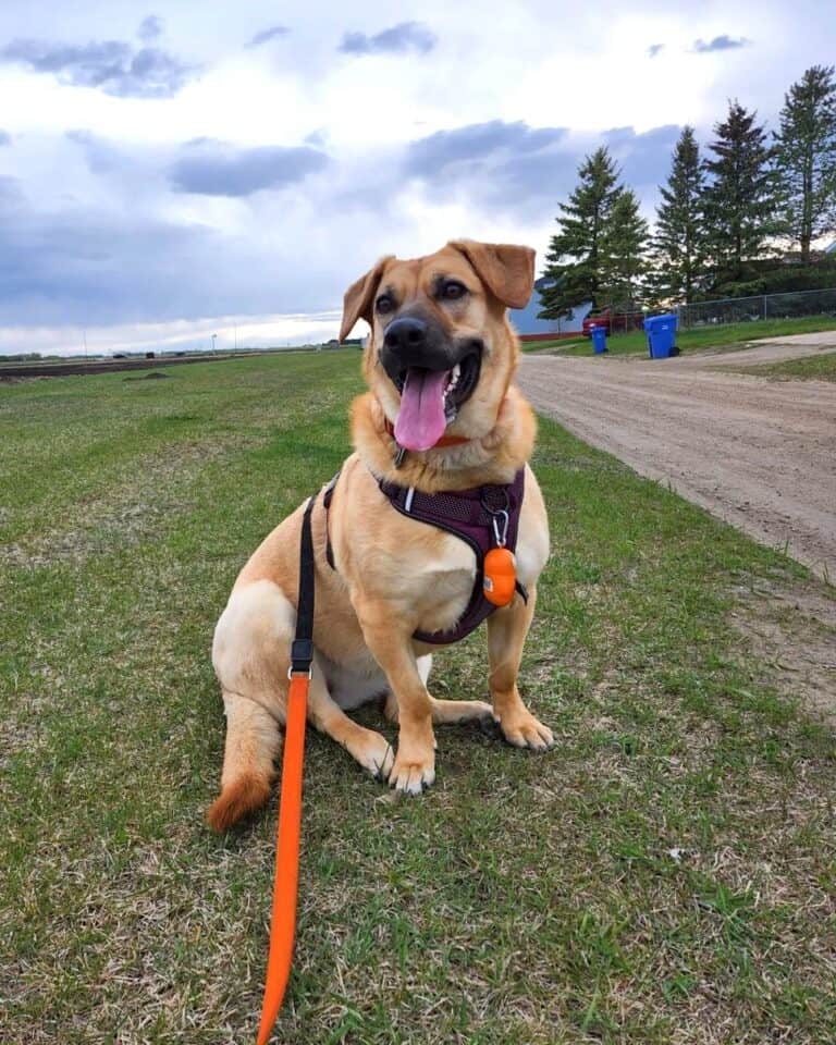 Basset Hound Mixes 50 Different Crossbreeds (With Pictures)