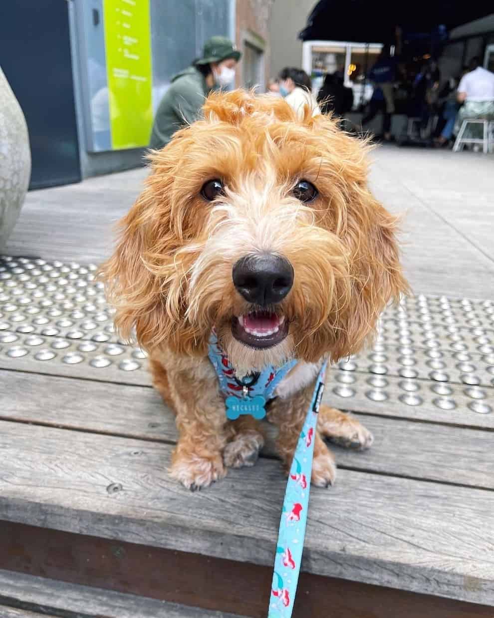 Basset Hound Mixes 50 Different Crossbreeds (With Pictures)