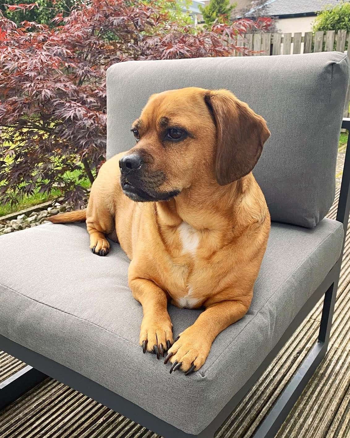 Pug Mixed Breeds 60 Perfect Pug Mixes You'll Want to Adopt