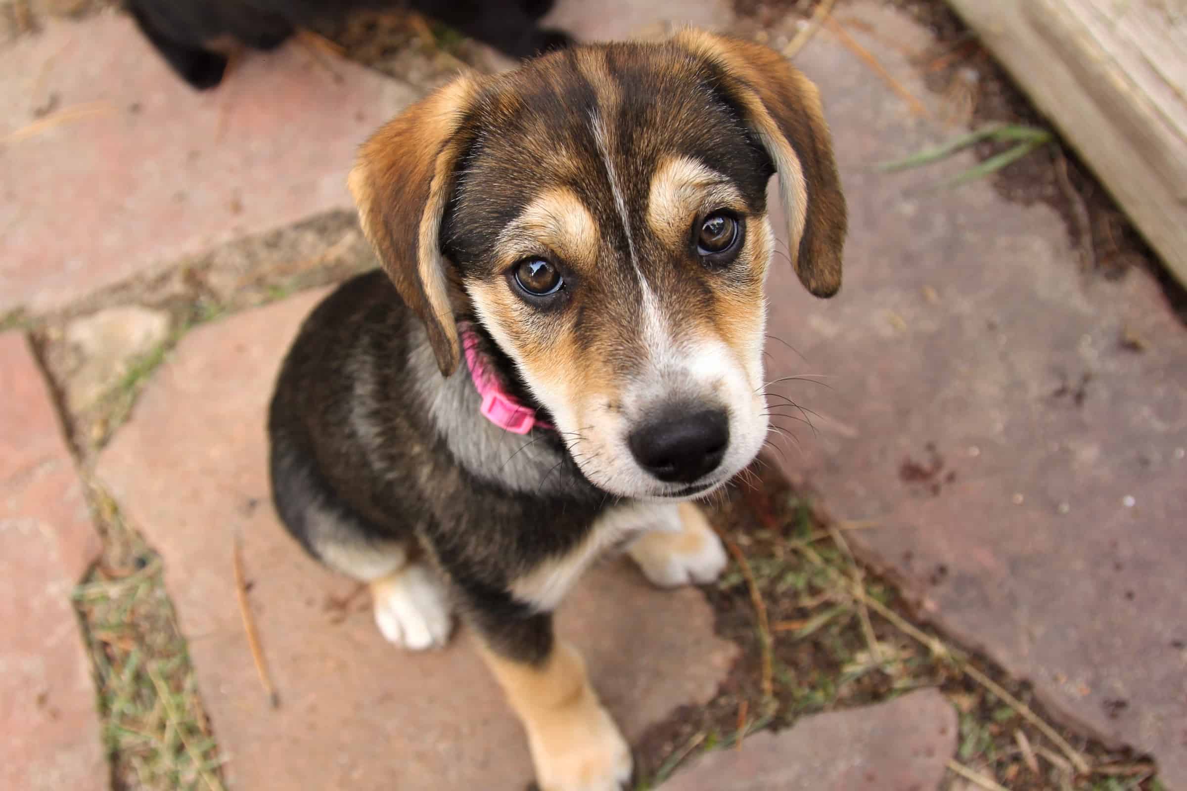 Beagle Mixes 59 Cute Floppy Eared Crossbreeds You ll Love