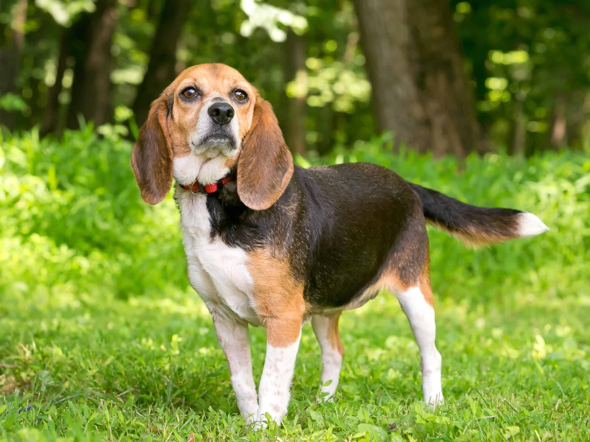 Beagle Mixes 59 Cute Floppy Eared Crossbreeds You ll Love