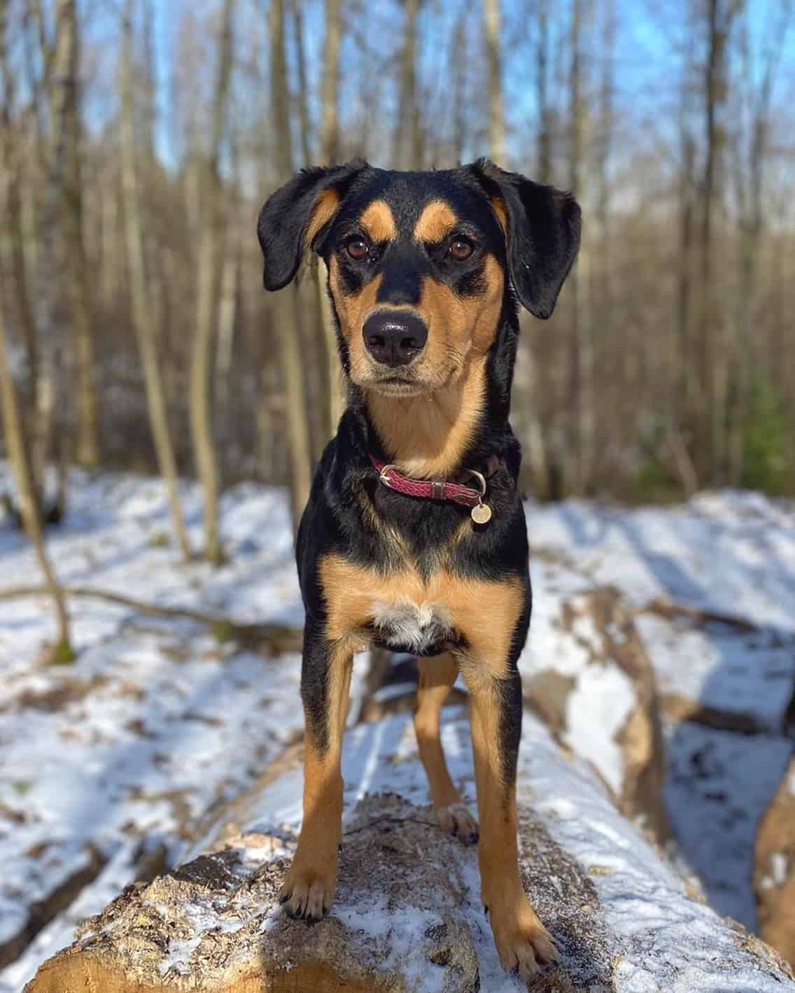 Beagle Mixes 59 Cute FloppyEared Crossbreeds You'll Love