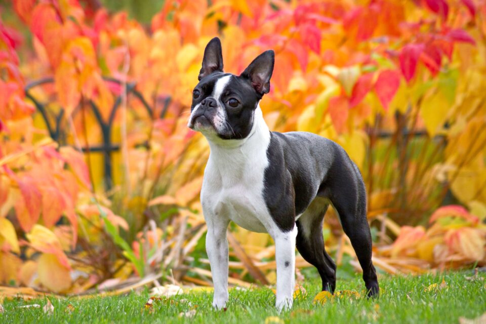 10 Best Boston Terrier Rescues for Adoption (2026): Our Top 10 Picks!