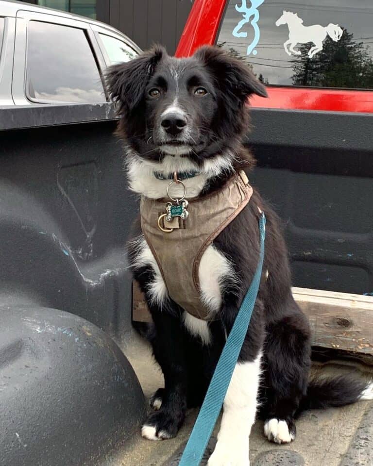 Hanging Tree Dog Dog Breed Information, Pictures & Facts