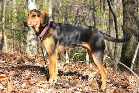 Doberman Mixes: 45 Different Doberman Pinscher Crossbreeds