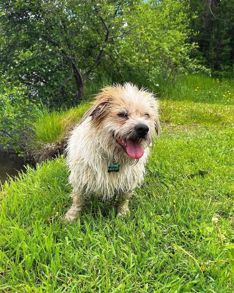 Shih Tzu Mixes 42 Charming Crossbreeds (With Pictures!)