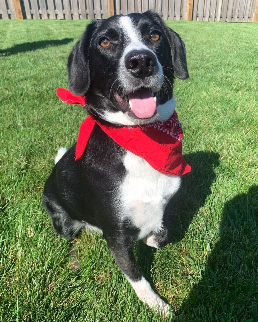 Border Collie Mixes 43 Fascinating Crossbreeds You