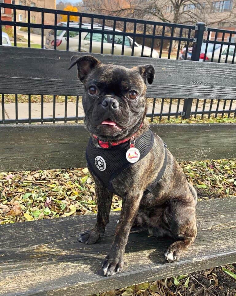 Pug Mixed Breeds 60 Perfect Pug Mixes You'll Want to Adopt