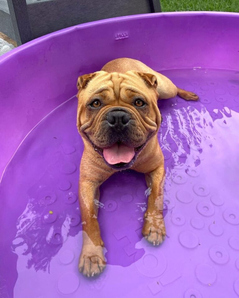 English Bulldog Mixes 36 Adorable Crossbreeds (With Pictures)