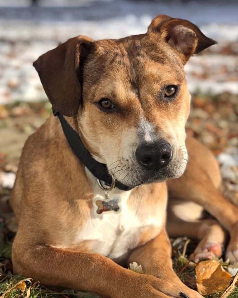 Basset Hound Mixes 50 Different Crossbreeds (With Pictures)