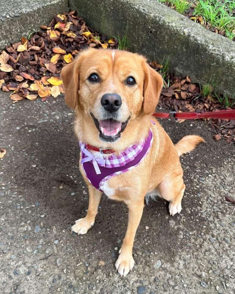 Labrador Retriever Mixes 57 Lab Crossbreeds (With Pictures!)