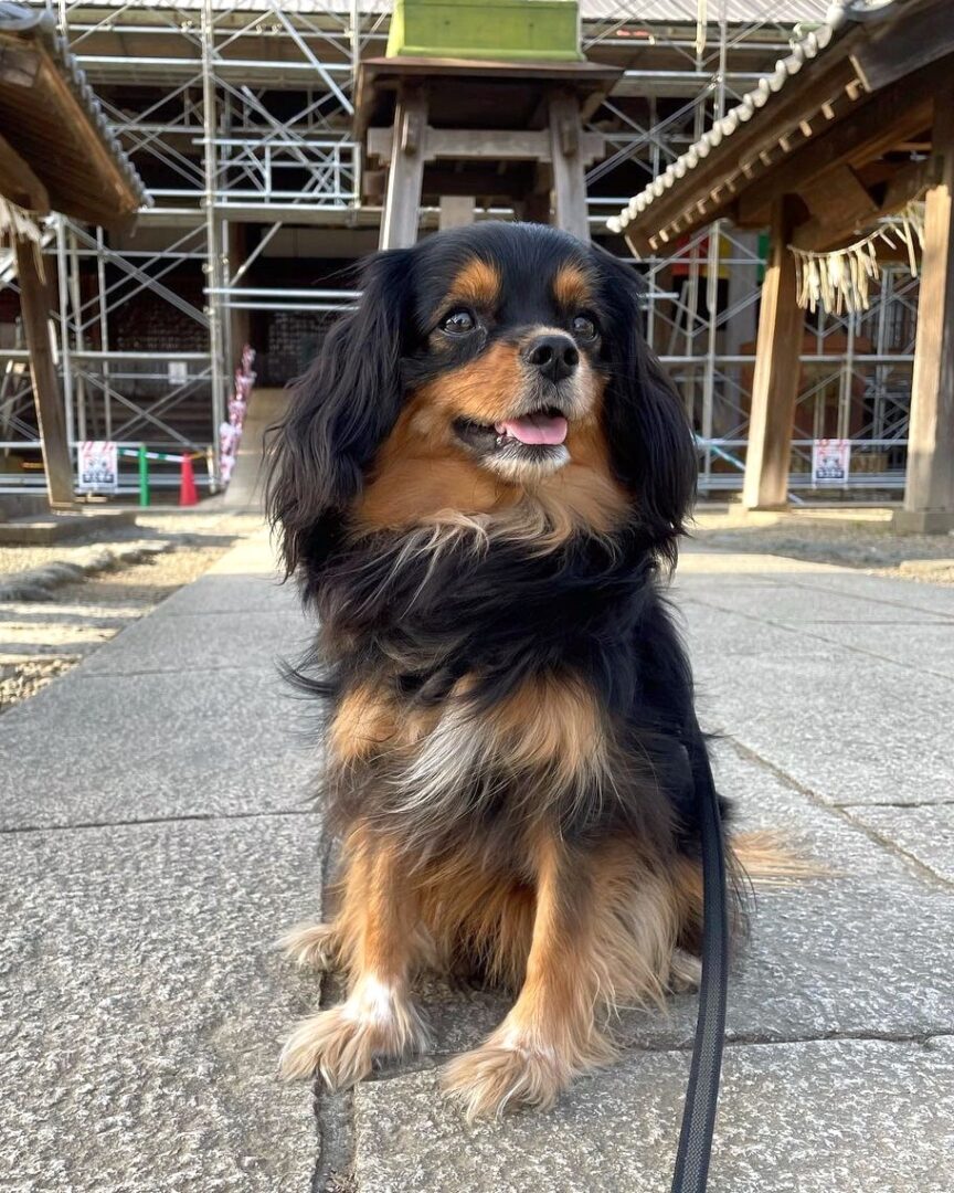 36 Cutest Cavalier King Charles Spaniel Mixes (With Pictures!)