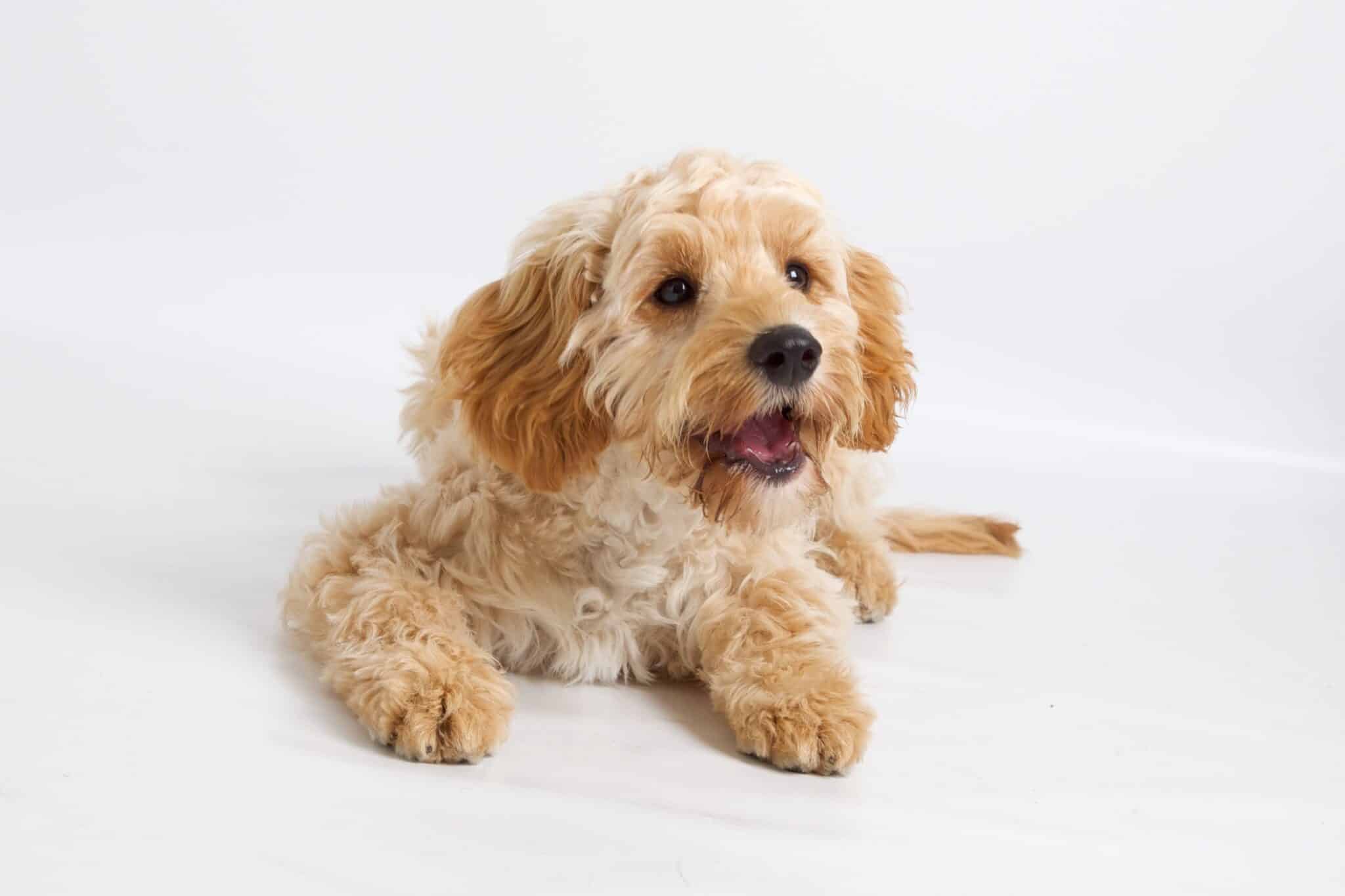 36 Cutest Cavalier King Charles Spaniel Mixes (With Pictures!)