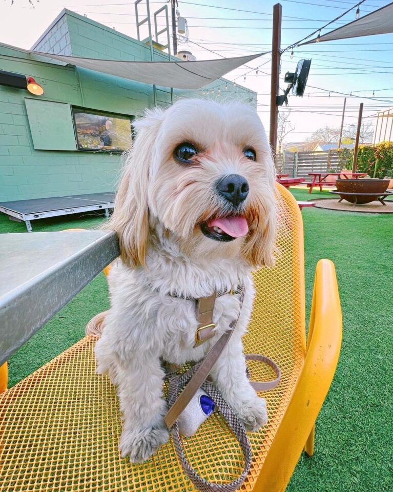 36 Cutest Cavalier King Charles Spaniel Mixes (With Pictures!)