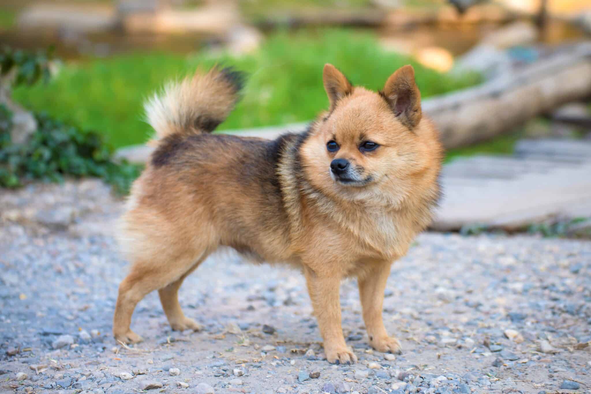 Chihuahua Mixes 53 Cutest Crossbreeds You'll Want to Adopt!