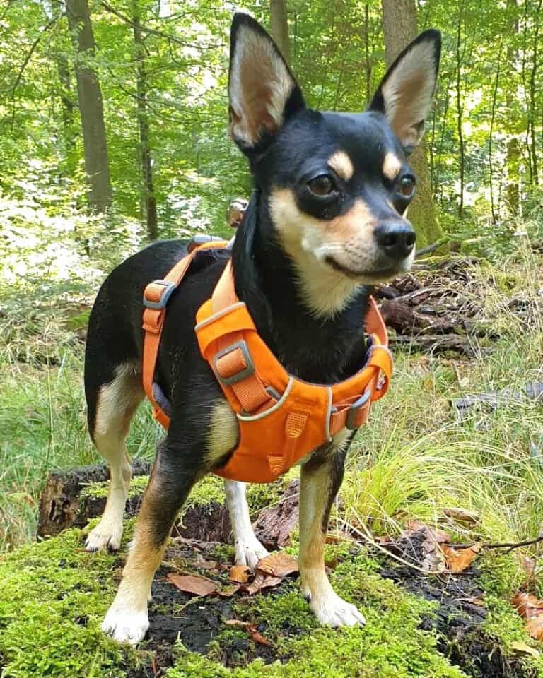 Chihuahua Mixes: 53 Cutest Crossbreeds You'll Want to Adopt!