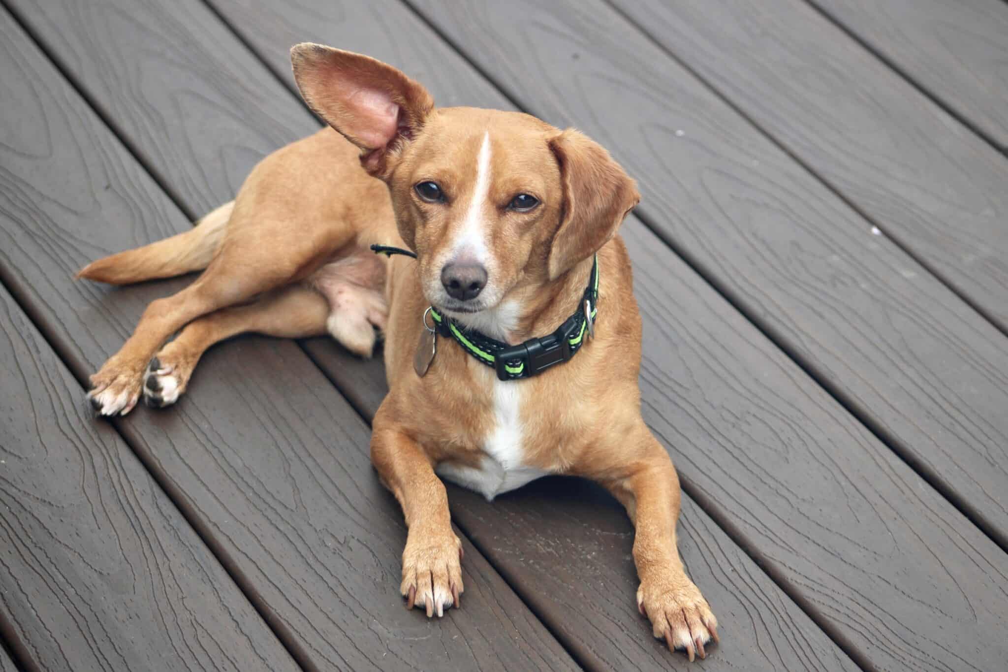 Dachshund Mixes 46 Adorable Doxie Crossbreeds You'll Love!