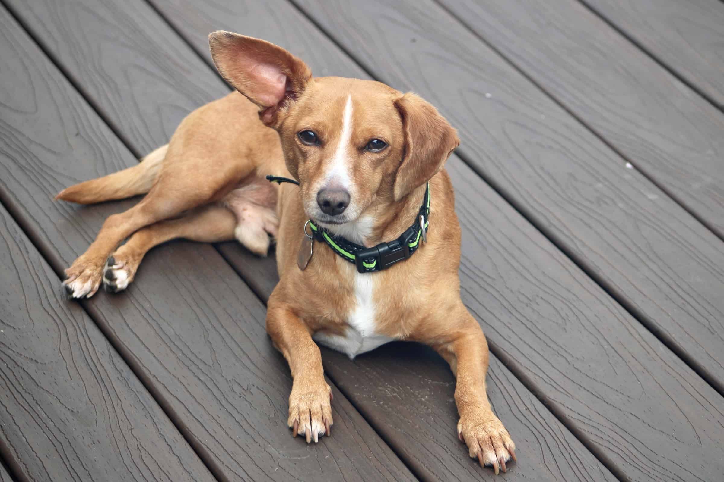 Dachshund Mixes 46 Adorable Doxie Crossbreeds You ll Love 