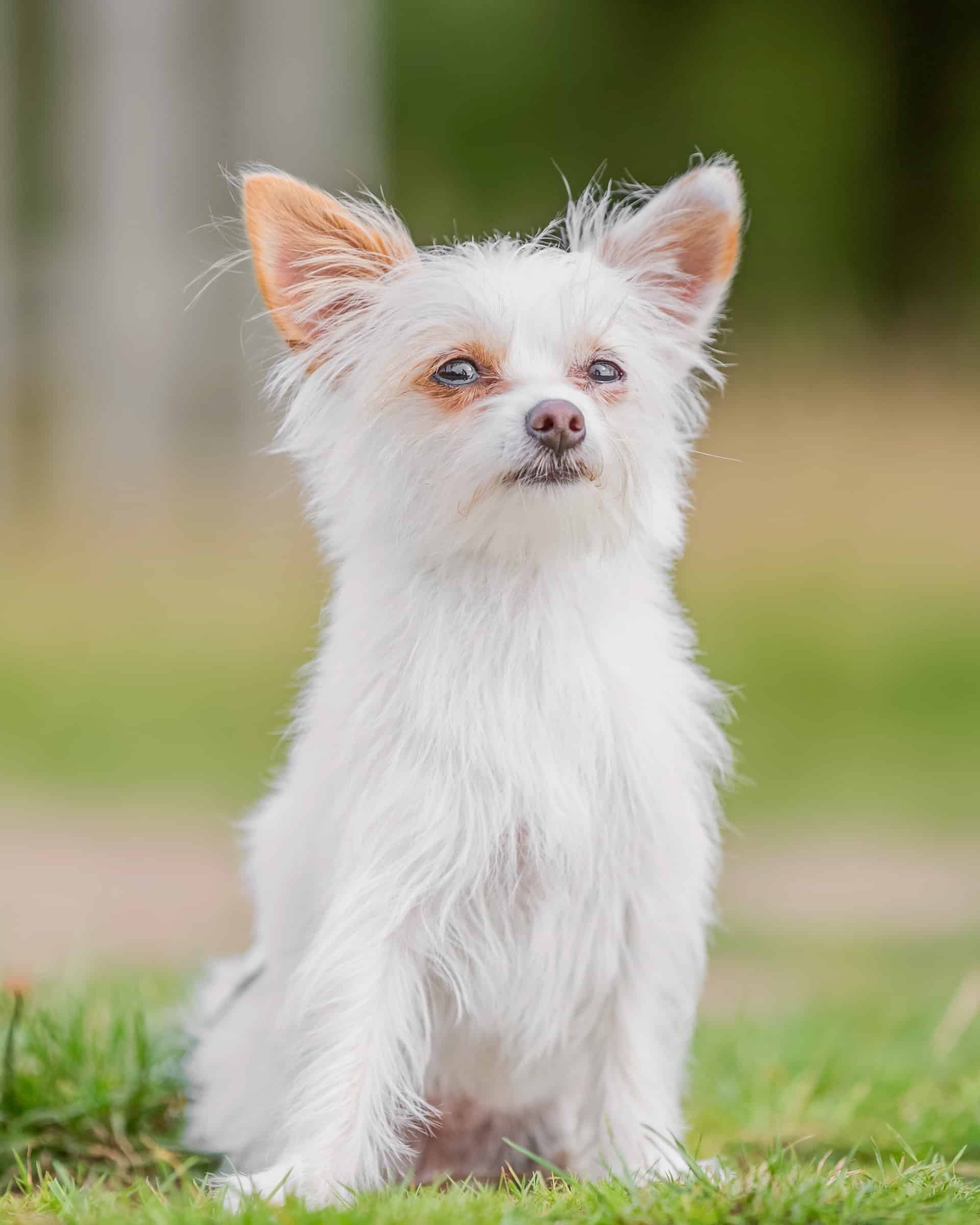 Yorkie Mixes 40 Cutest Yorkshire Terrier Mixes (With Pictures)