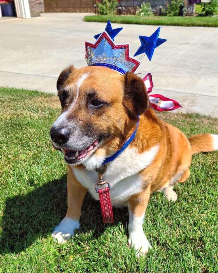 Basset Hound Mixes 50 Different Crossbreeds (With Pictures)