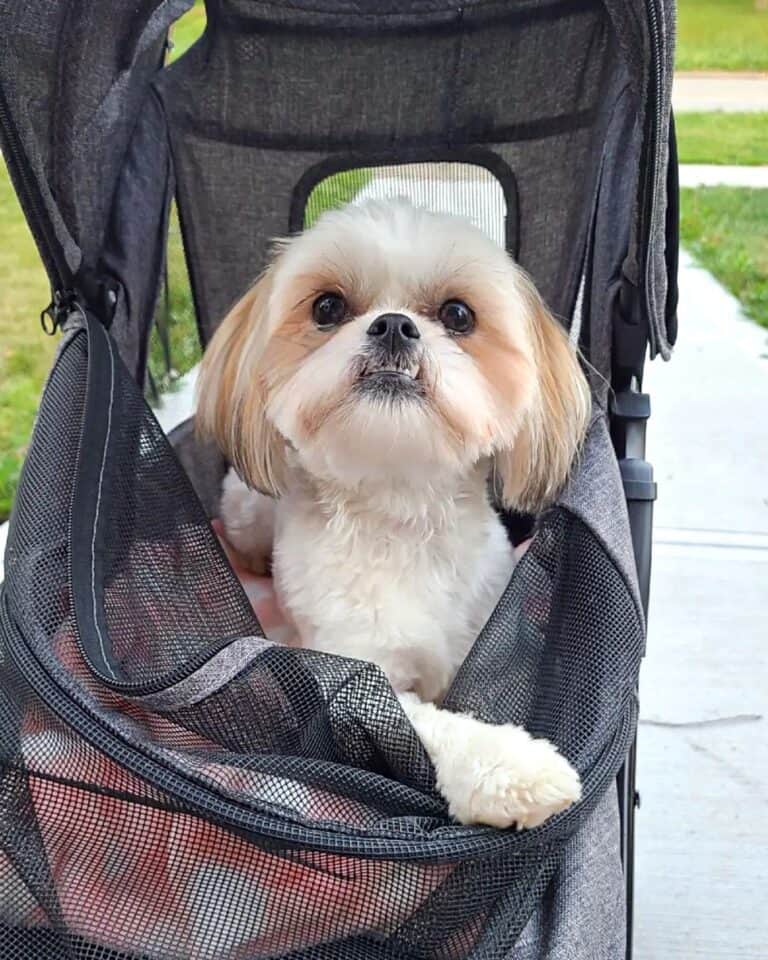 Shih Tzu Mixes 42 Charming Crossbreeds (With Pictures!)