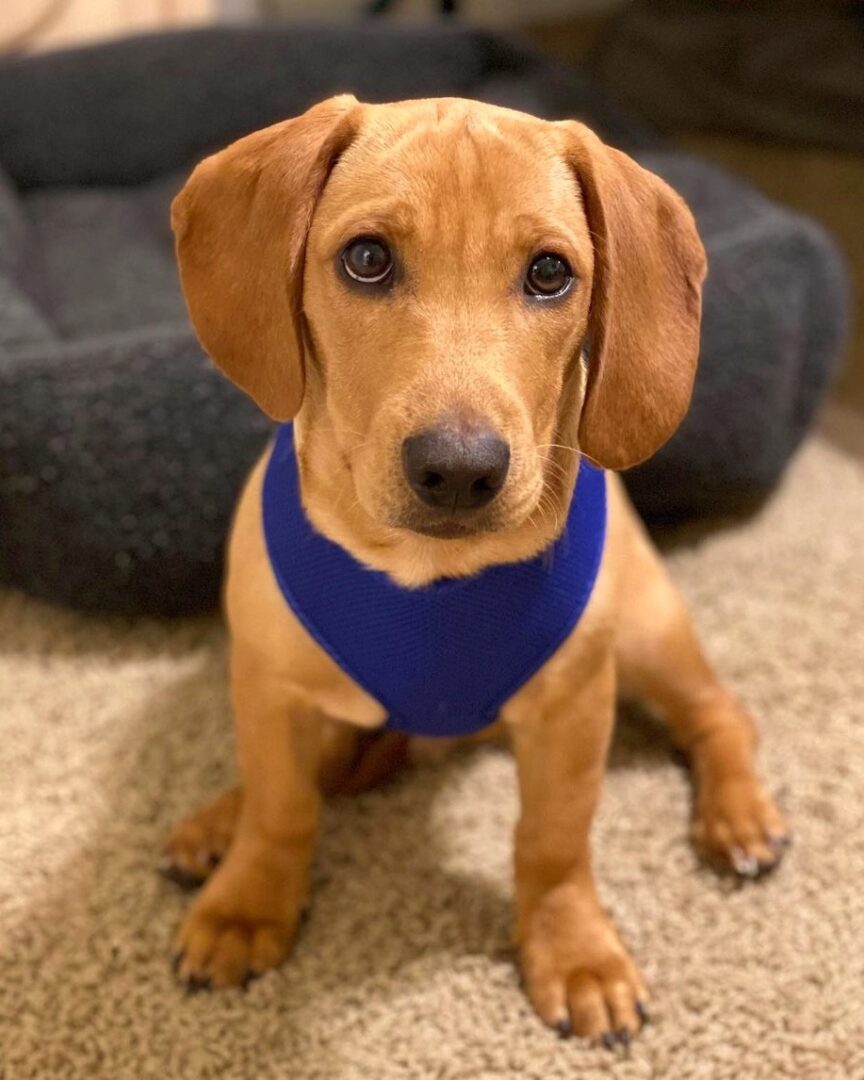 Labrador Retriever Mixes 57 Lab Crossbreeds (With Pictures!)
