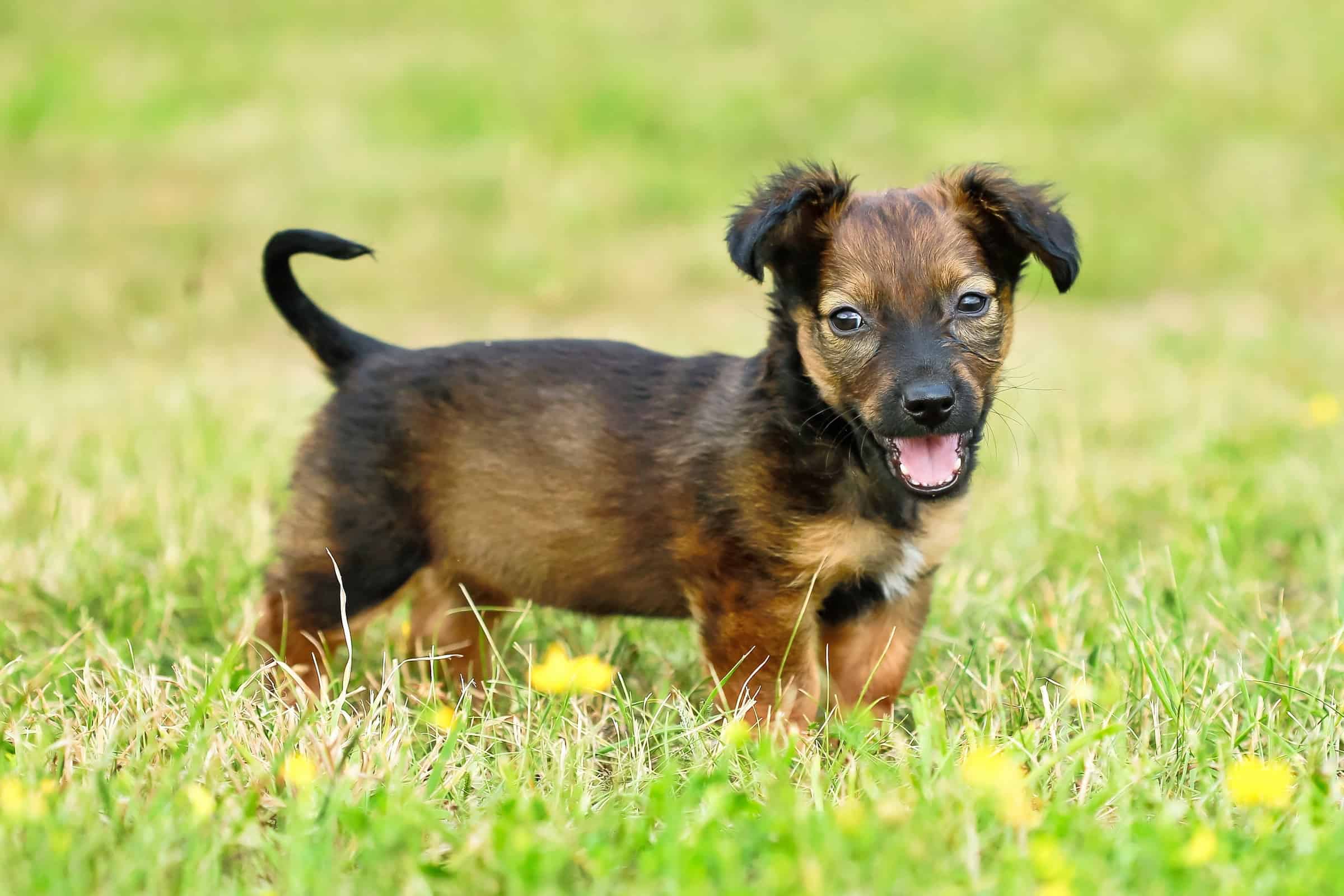 Dachshund Mixes 46 Adorable Doxie Crossbreeds You'll Love!