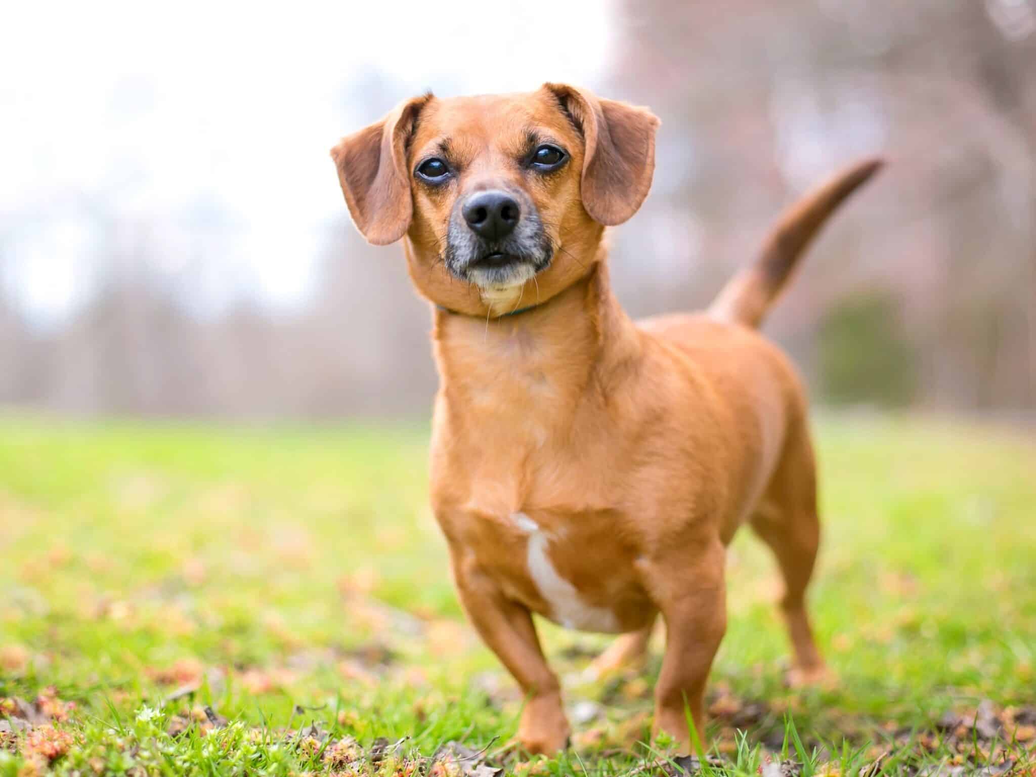 Dachshund Mixes 46 Adorable Doxie Crossbreeds You'll Love!