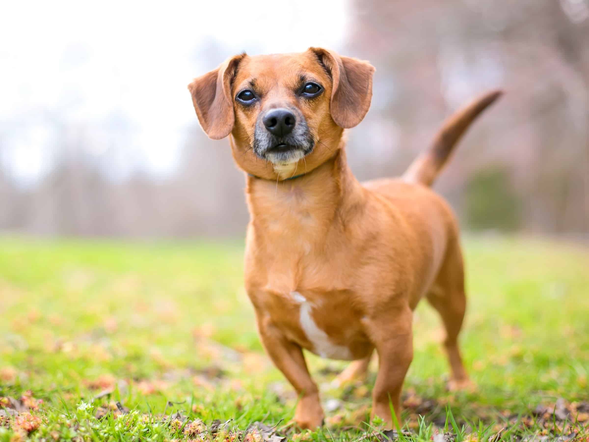 Dachshund Mixes 46 Adorable Doxie Crossbreeds You ll Love 
