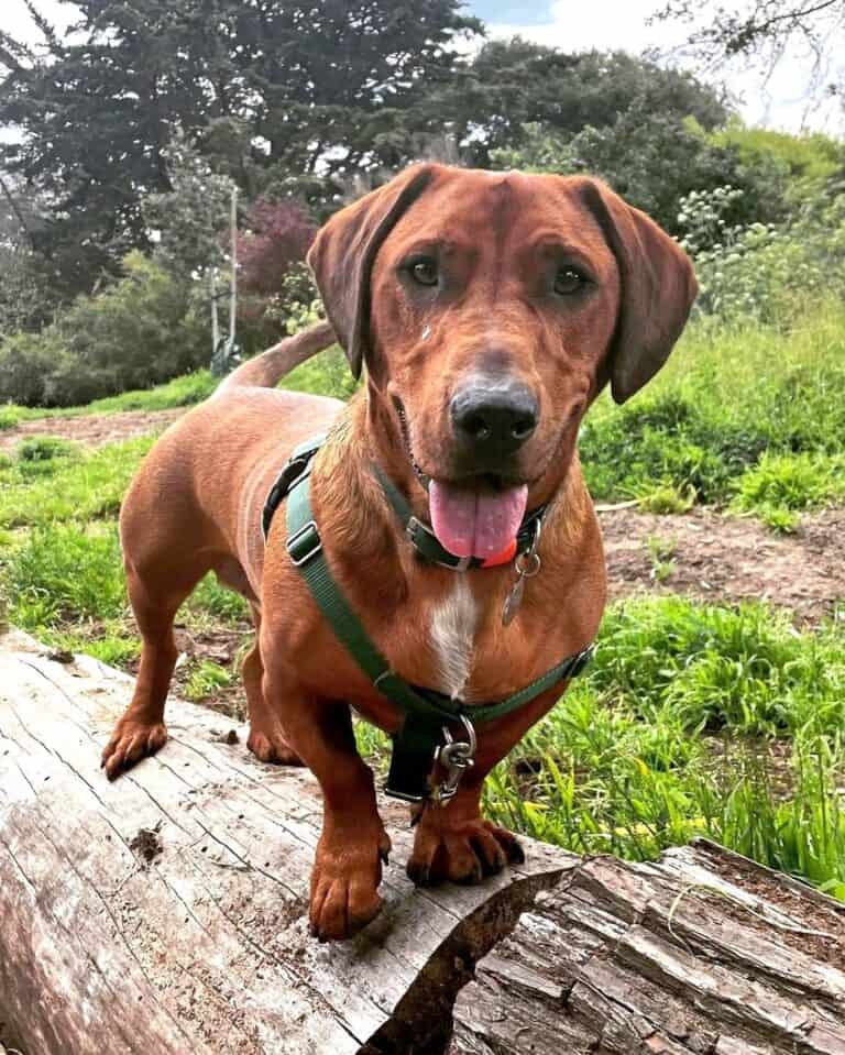 Dachshund Mixes 46 Adorable Doxie Crossbreeds You ll Love 