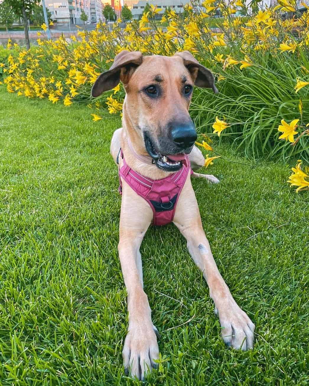 Great Dane Mixes 43 ExtraLarge Crossbreeds! (With Pictures)