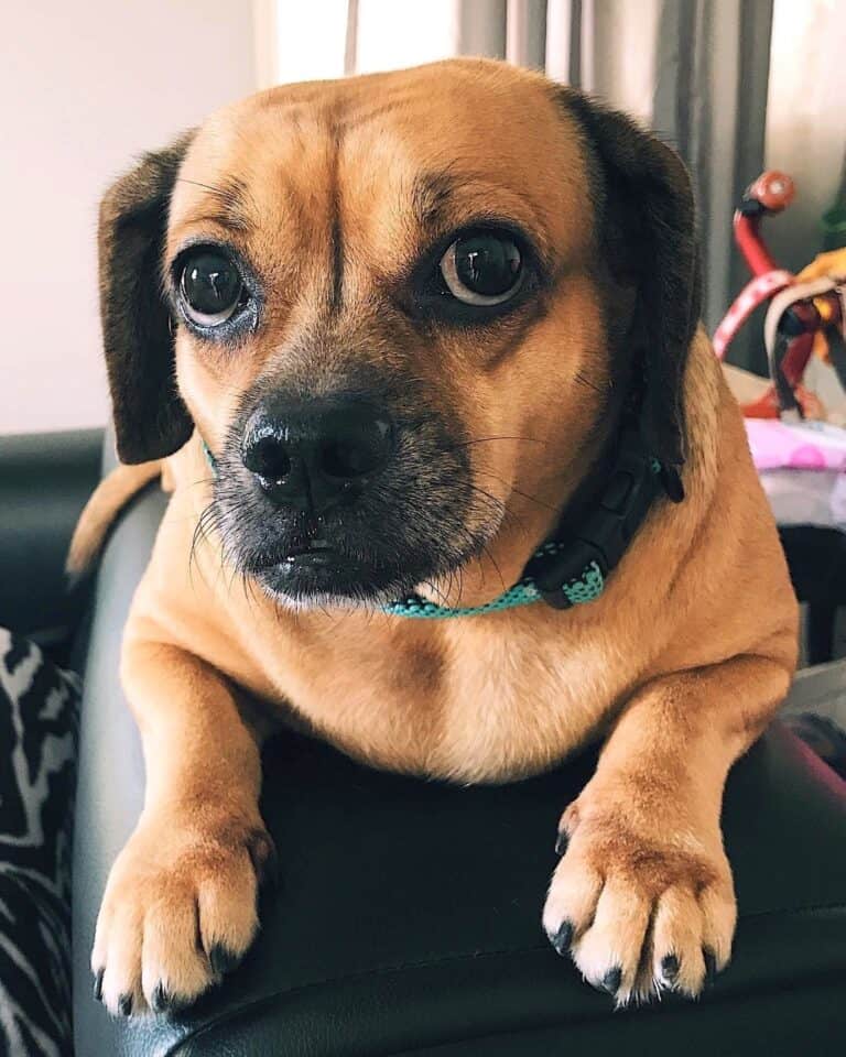 Pug Mixed Breeds 60 Perfect Pug Mixes You'll Want to Adopt