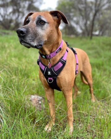 Doberman Mixes: 45 Different Doberman Pinscher Crossbreeds