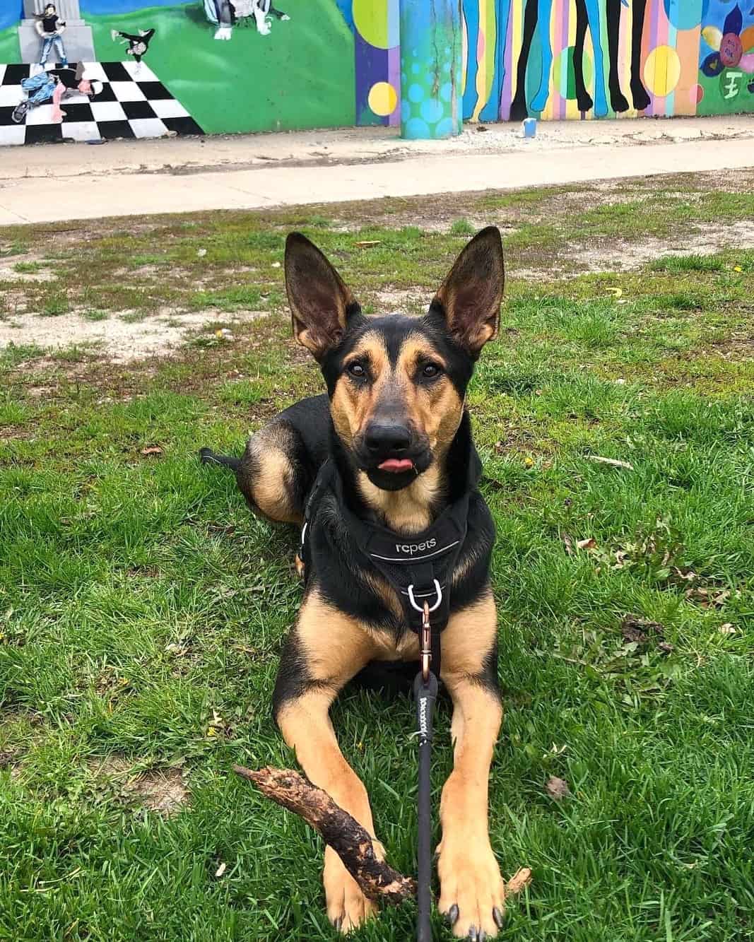 Doberman Mixes 45 Different Doberman Pinscher Crossbreeds