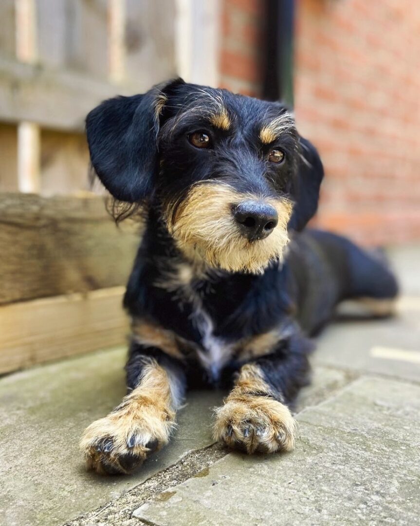 Bichon Frise Mixes 34 Fluffy Crossbreeds You'll Want to Cuddle