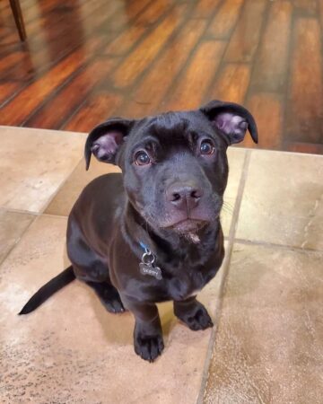 Dachshund Mixes: 46 Adorable Doxie Crossbreeds You'll Love!