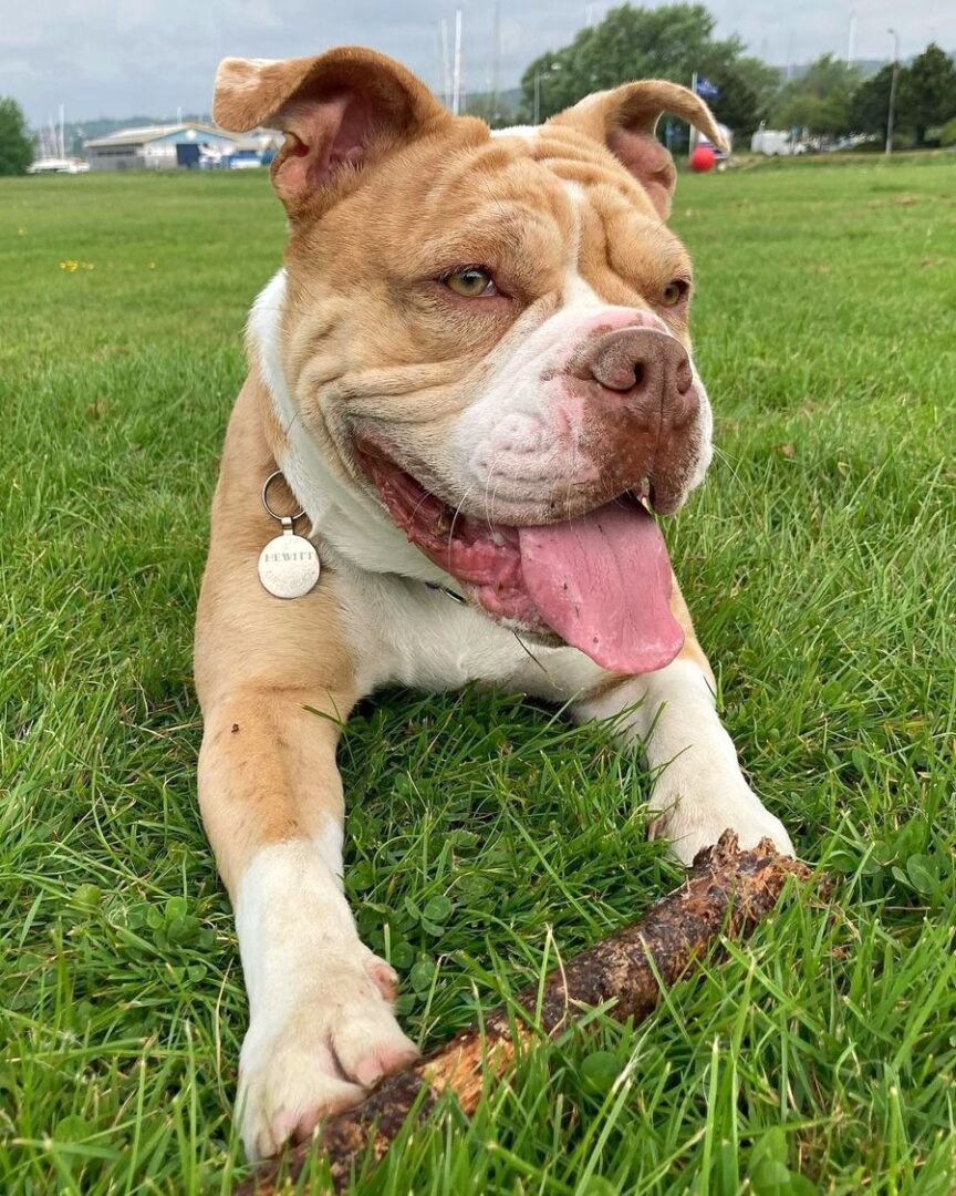 English Bulldog Mixes 36 Adorable Crossbreeds With Pictures 
