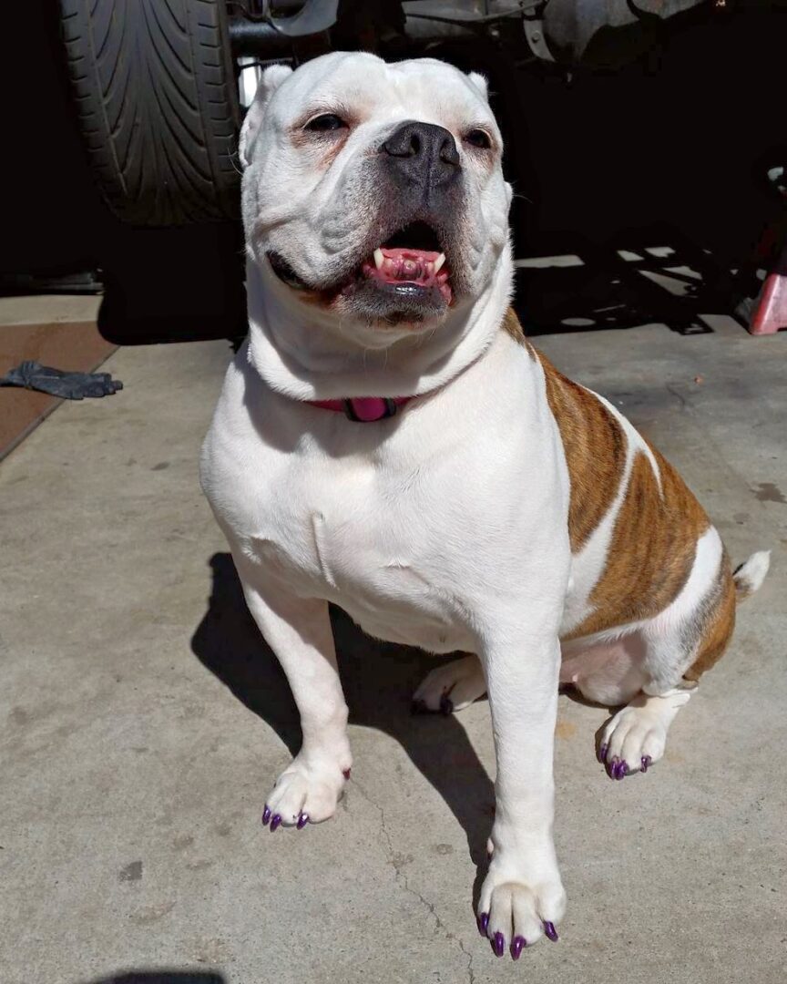 English Bulldog Mixes 36 Adorable Crossbreeds With Pictures 