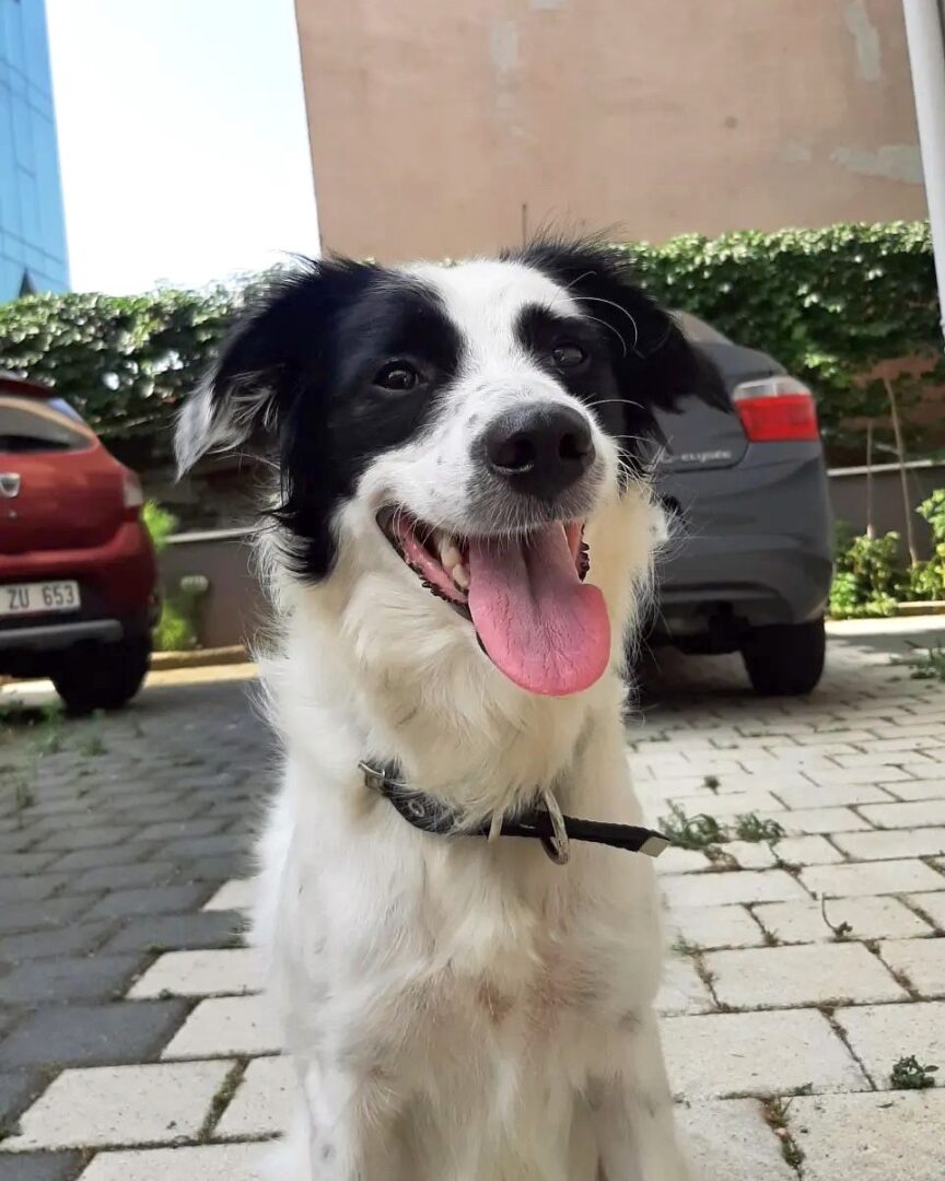 Border Collie Mixes 43 Fascinating Crossbreeds You