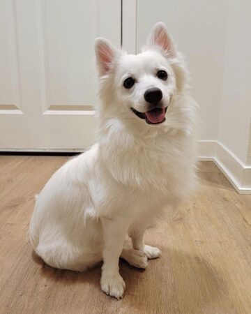 Chihuahua Mixes: 53 Cutest Crossbreeds You'll Want to Adopt!