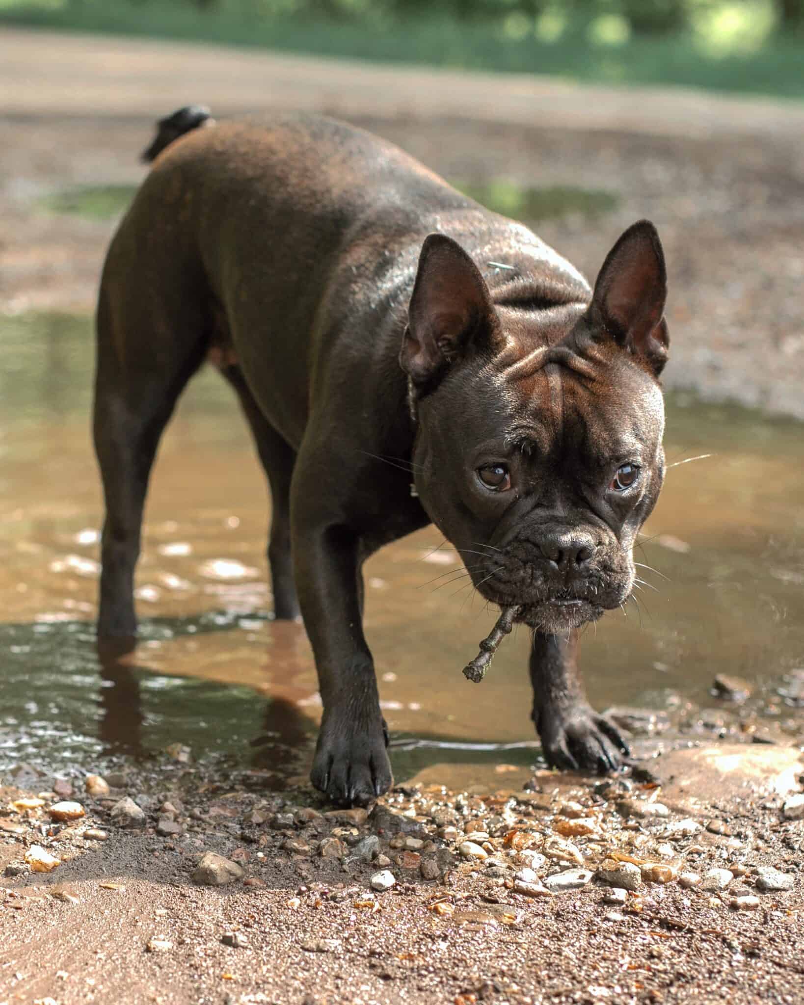 English Bulldog Mixes 36 Adorable Crossbreeds (With Pictures)