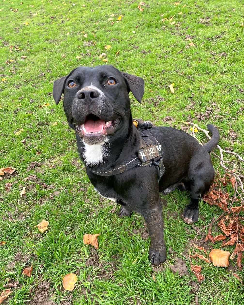 French Bulldog Mixes 38 Adorable Frenchie Crossbreeds!