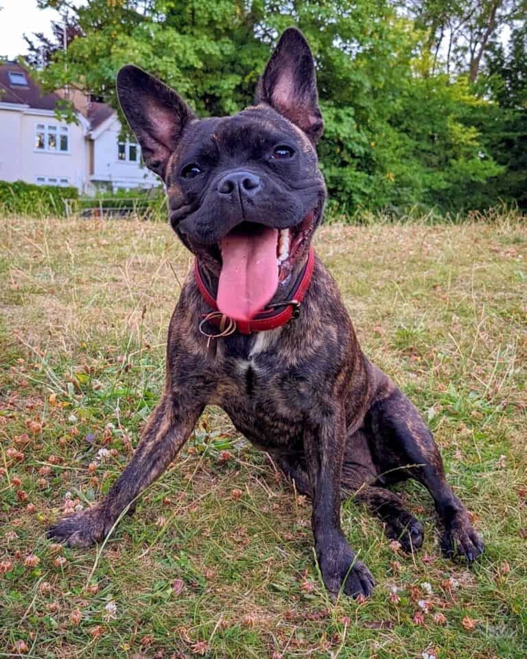 French Bulldog Mixes 38 Adorable Frenchie Crossbreeds!
