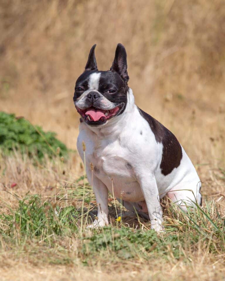 French Bulldog Mixes 38 Adorable Frenchie Crossbreeds!