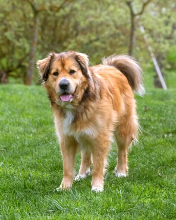 Golden Retriever Mixes: 53 Awesome Crossbreeds You'll Love!