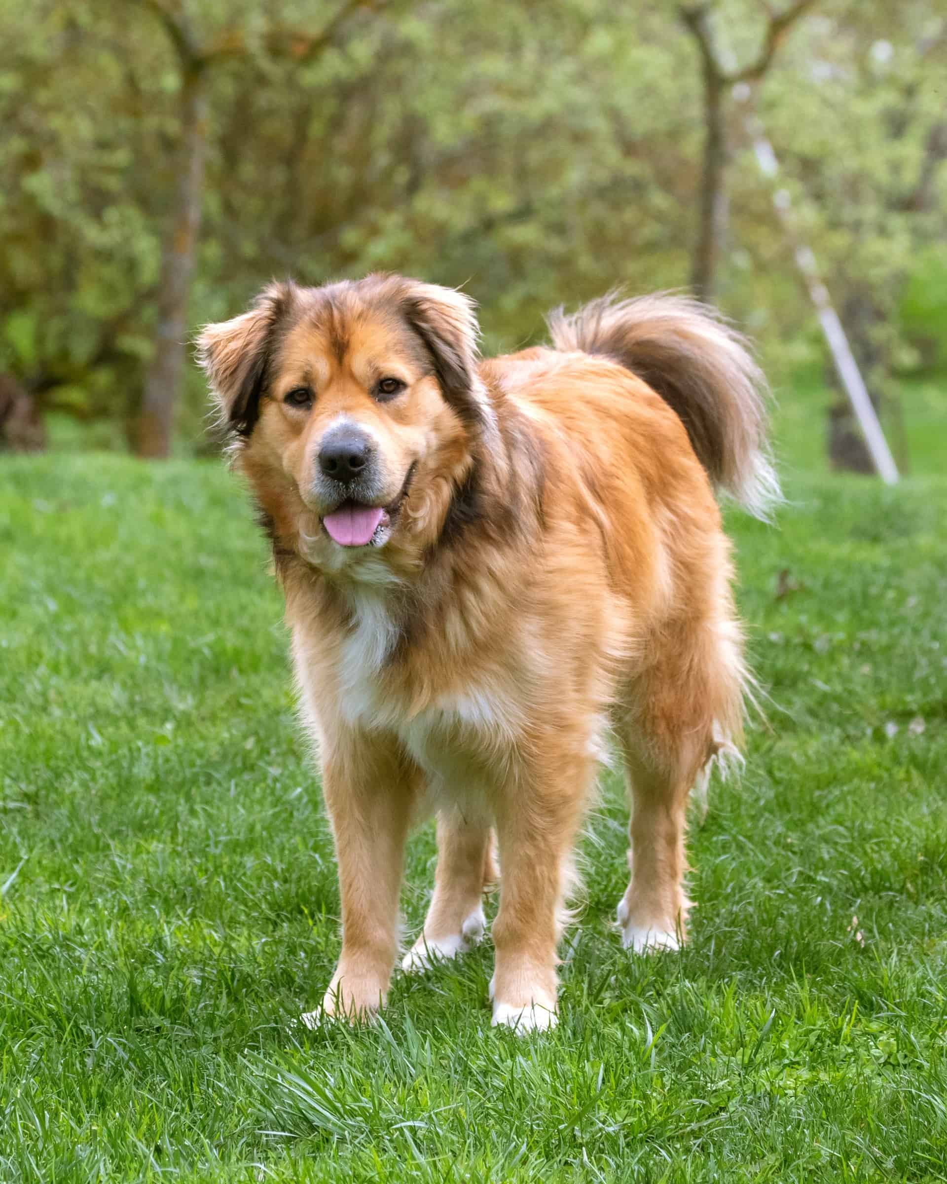 Golden Retriever Mixes 53 Awesome Crossbreeds You