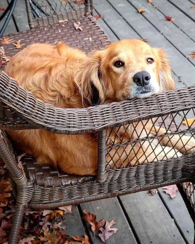 Curated Is Chocolate Safe For Golden Retriever Mixes Gallery View 31